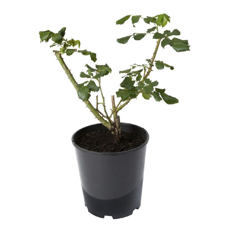 Kiwi Garden Bush Rose Potted, , hi-res