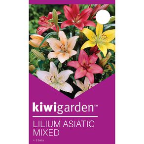 Kiwi Garden Asiatic Lily Mixed