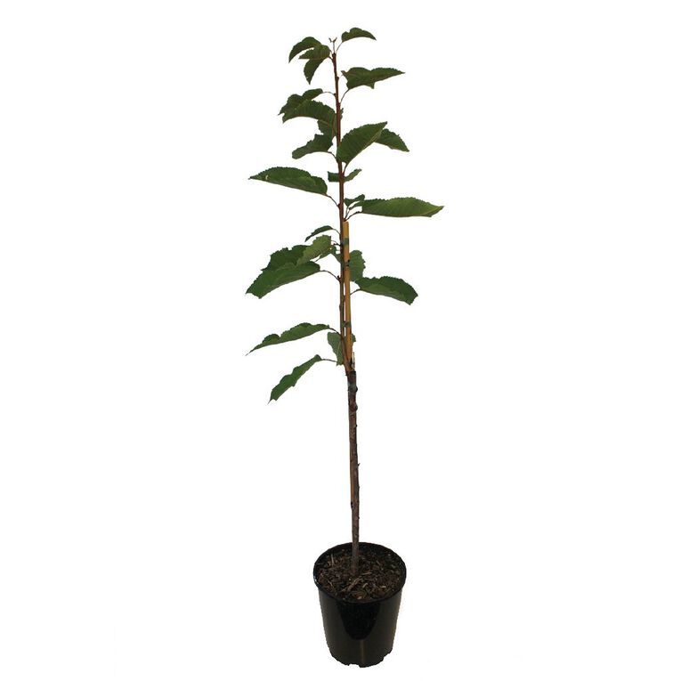 Cherry Tree 4.7L Pot, , hi-res