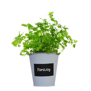 Boutique Garden Chalkboard Tin Kit - Parsley