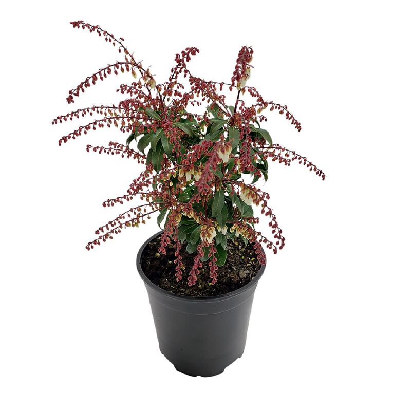 Pieris Assorted 1.5L, , hi-res
