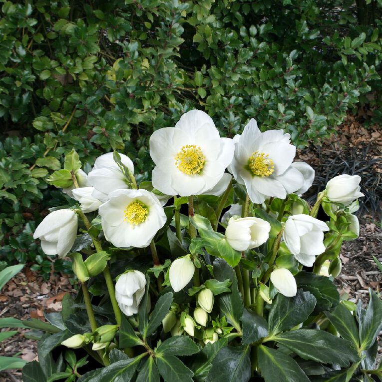 Helleborous 2.4L, , hi-res
