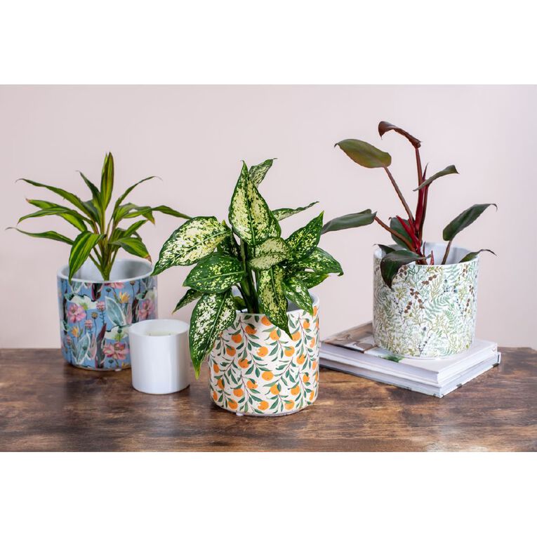 Kiwi Garden Indoor Pot 16cm x 16cm x 15.5cm Assorted, , hi-res