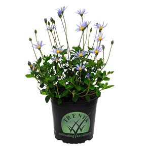Felecia Santa Anita 14cm