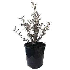 Corokia Frosted Chocolate Potted Plant - 1.9L
