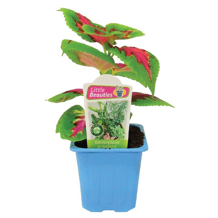 Indoor Little Beauties 7cm Pot The Warehouse