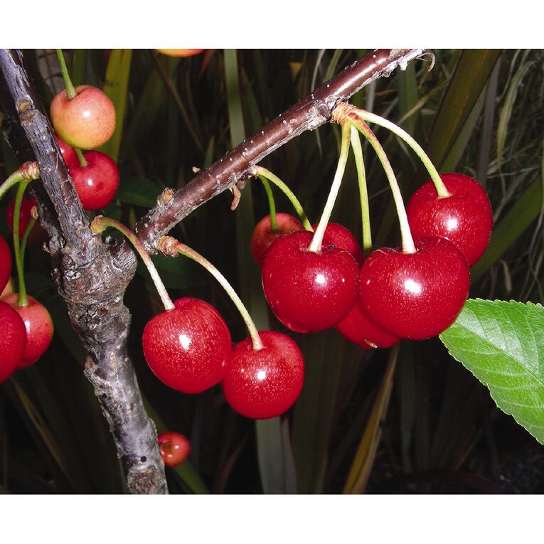 Cherry Tree 4.7L Pot, , hi-res