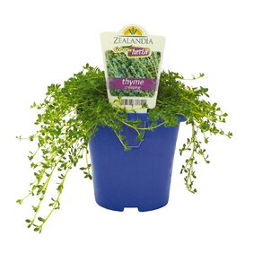 Growherbs Thyme Creeping