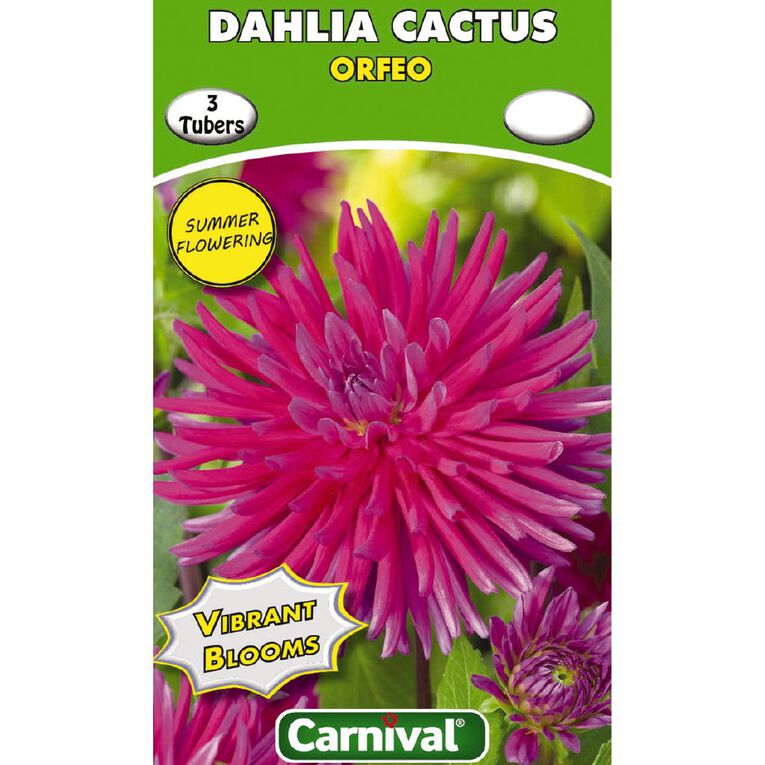 Kiwi Garden Dahlia Bulb Single Variety 3 Pack, , hi-res