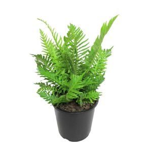 Blechnum Silver Lady 2.4L Pot