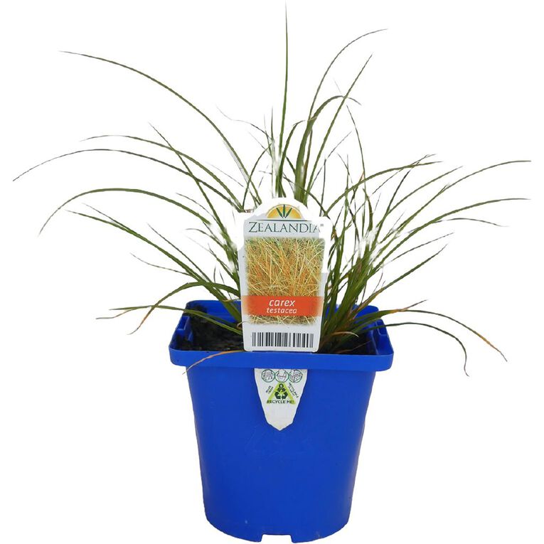 Landscape Grass Carex Testacea 10cm Pot, , hi-res