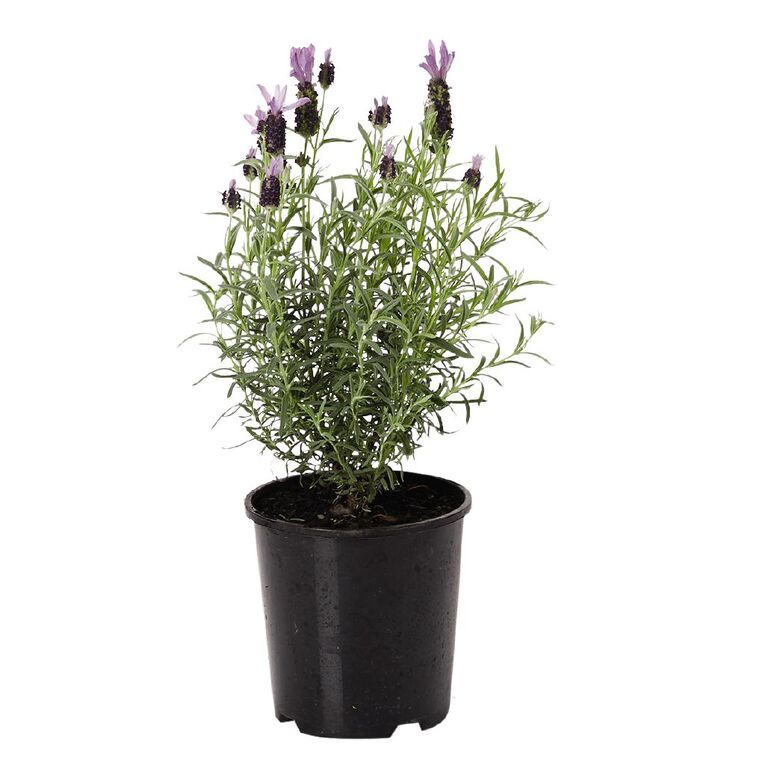 Lavender Bee Brillant 1.9L Pot, , hi-res