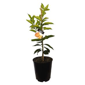 Citrus Tangelo 4.7L Pot