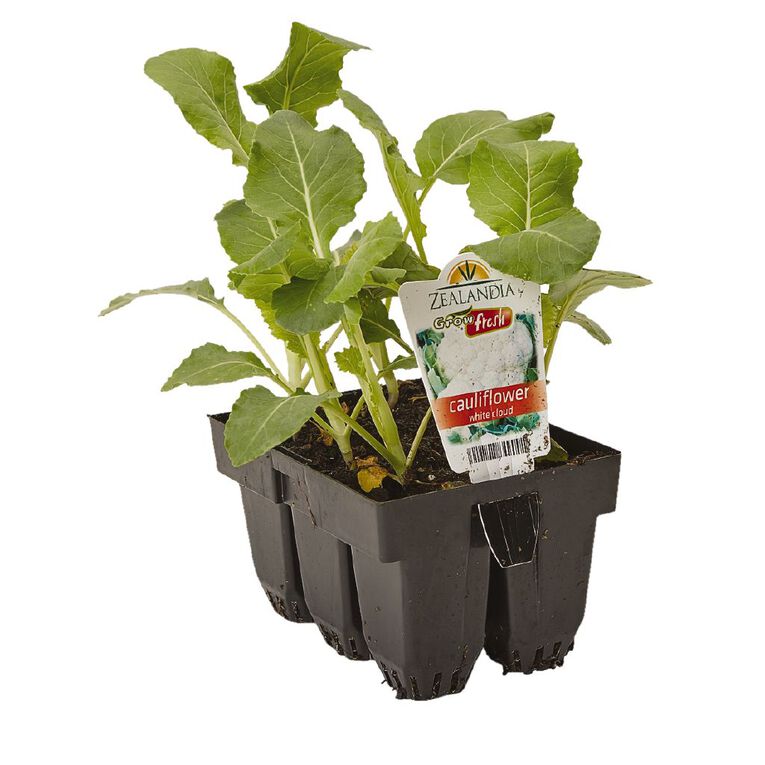 Growfresh Cauliflower White Cloud, , hi-res