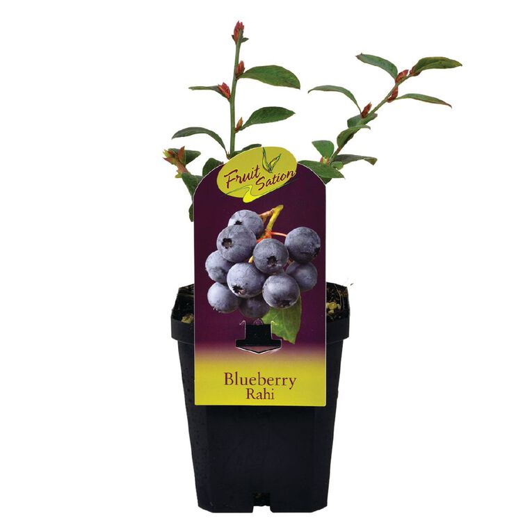 Fruit Sation Fruit Sation Blueberry Rahi 1L, , hi-res