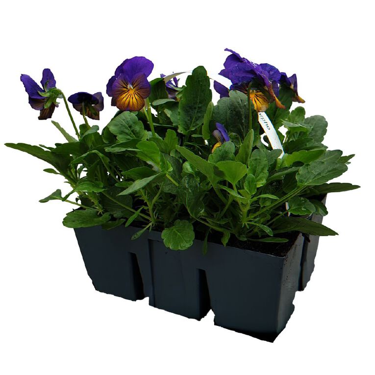 Super Six Flowering Viola Morpho, , hi-res
