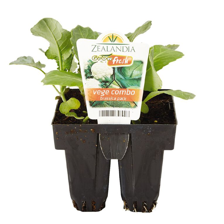 Growfresh Vege Combo Brassica, , hi-res