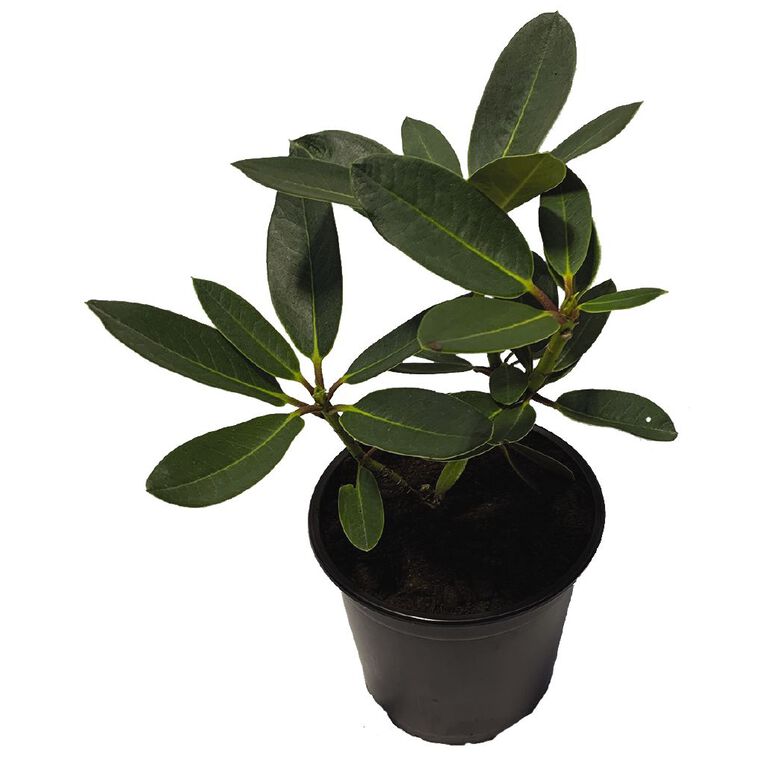 Rhododendron Potted Plant - 2.5L Assorted, , hi-res