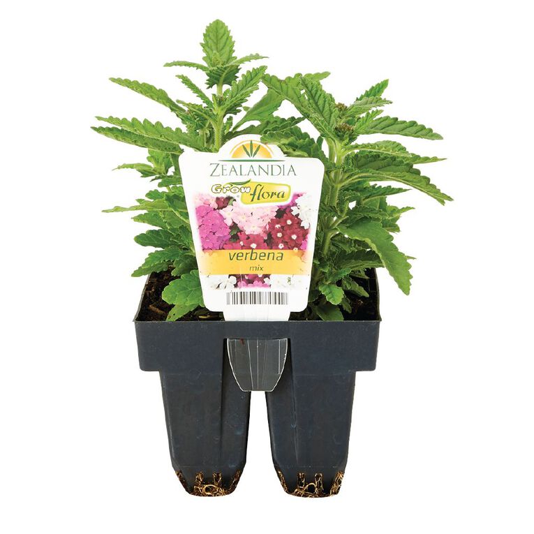 Growflora Verbena Romance Mix, , hi-res