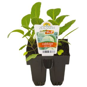 Growfresh Cabbage Little Cutie
