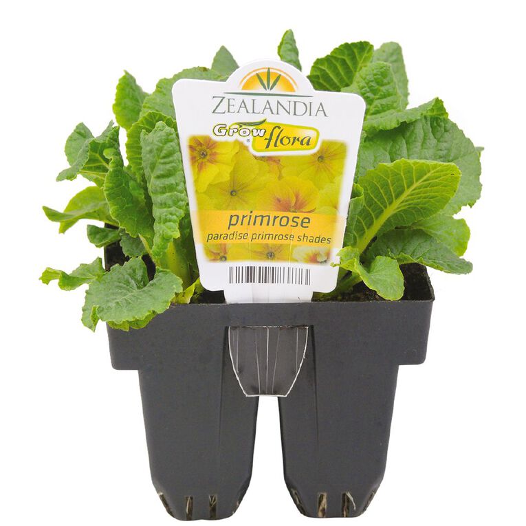 Growflora Primrose Paradise Shades, , hi-res