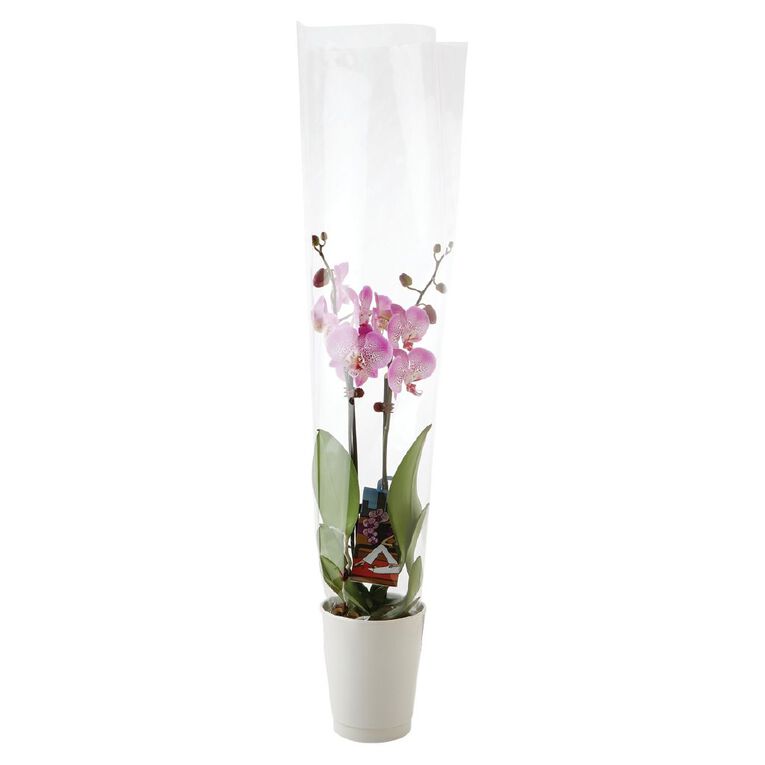 Phalaenopsis Orchid Ceramic 12cm Pot, , hi-res