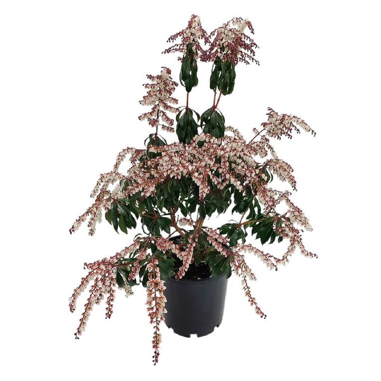 Pieris Assorted 1.5L, , hi-res