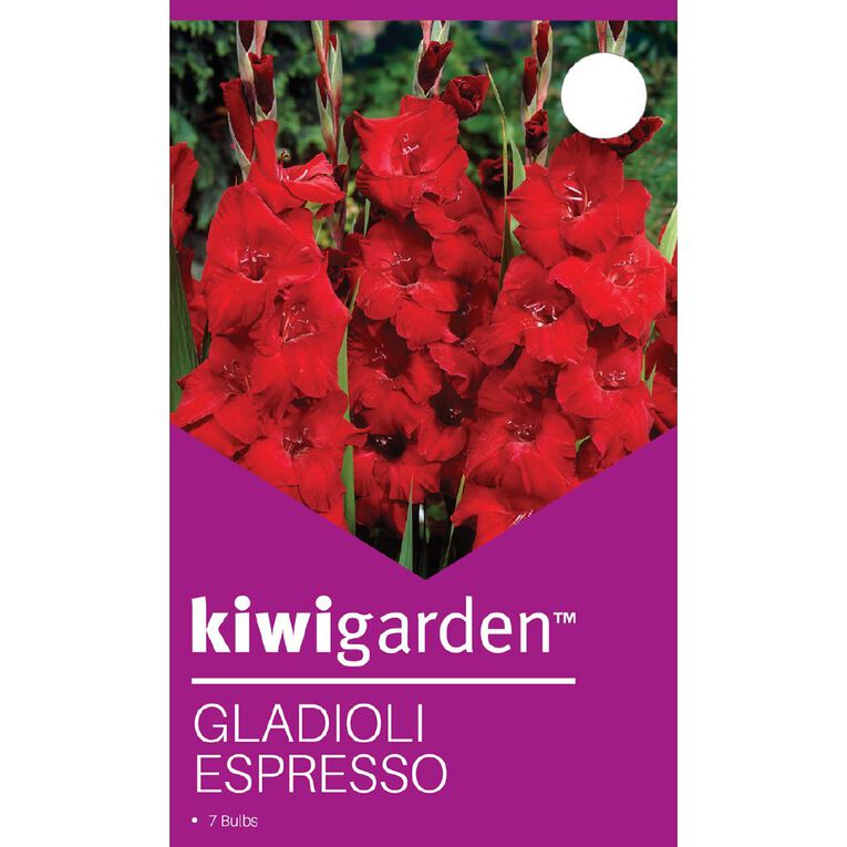 Kiwi Garden Gladioli Espresso 7 Pack, , hi-res