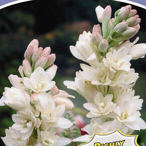Kiwi Garden Tuberose The Pearl Bulb 2 Pack