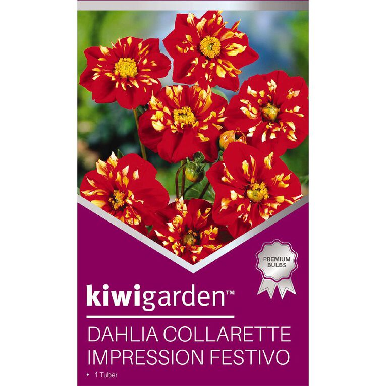 Kiwi Garden Gold Dahlia Bulb Collarette 1 Pack, , hi-res