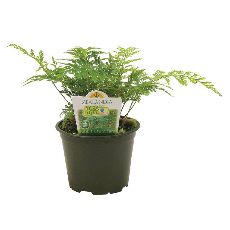 Indoor Top Pot Houseplant Pot - 10cm, , hi-res