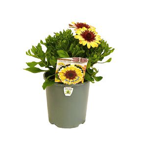 Osteospermum 3D Selection Pot Double Banana Shake