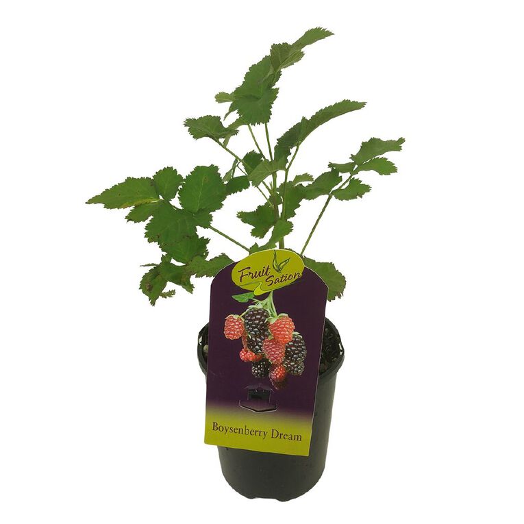 Fruit Sation Fruit Sation Boysenberry Dream 1L, , hi-res