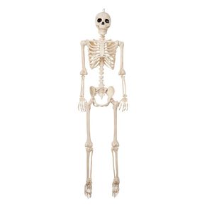 Seasons Pose-n-Stay Skeleton 152cm