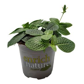 Fittonia 12cm