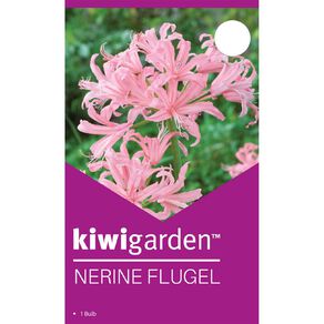 Kiwi Garden Nerine Flugel 1 Pack