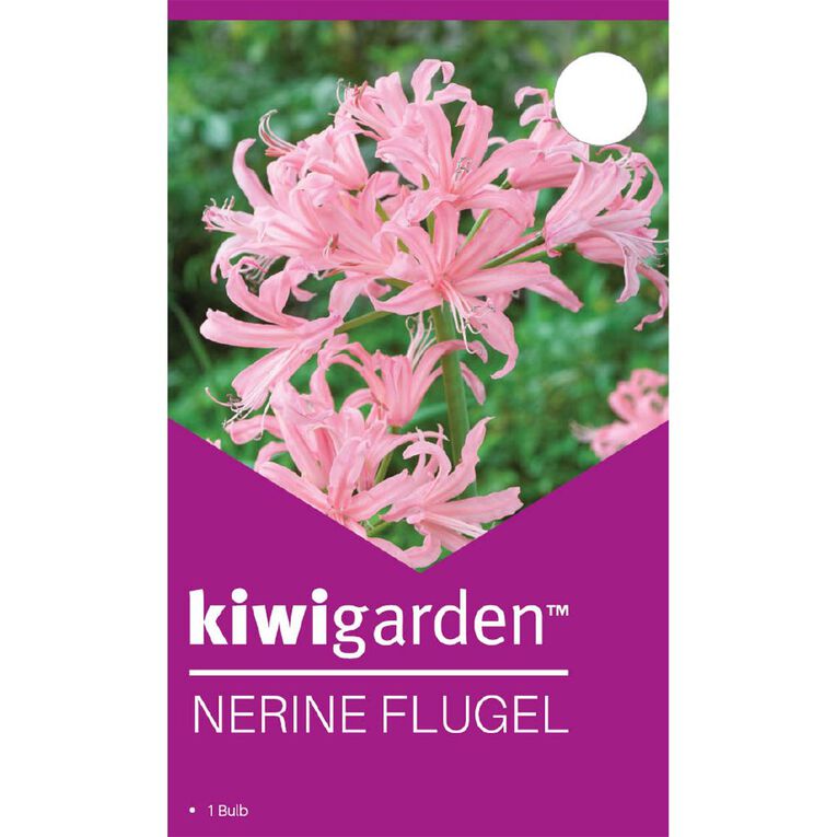 Kiwi Garden Nerine Flugel 1 Pack, , hi-res
