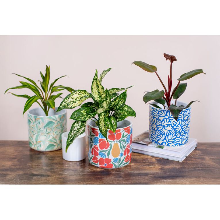 Kiwi Garden Indoor Pot 16cm x 16cm x 15.5cm Assorted, , hi-res