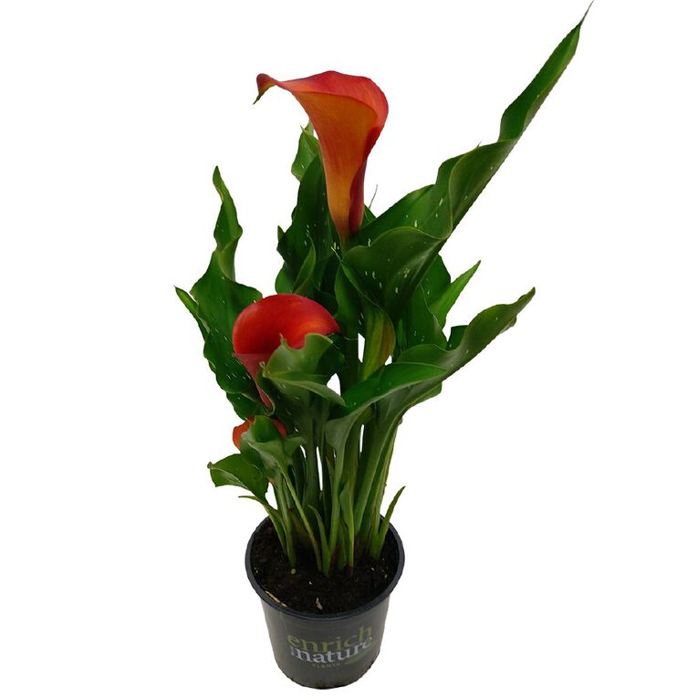 Zantedeschia 13cm, , hi-res