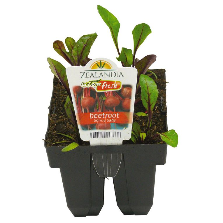 Growfresh Beetroot Bonny Baby, , hi-res