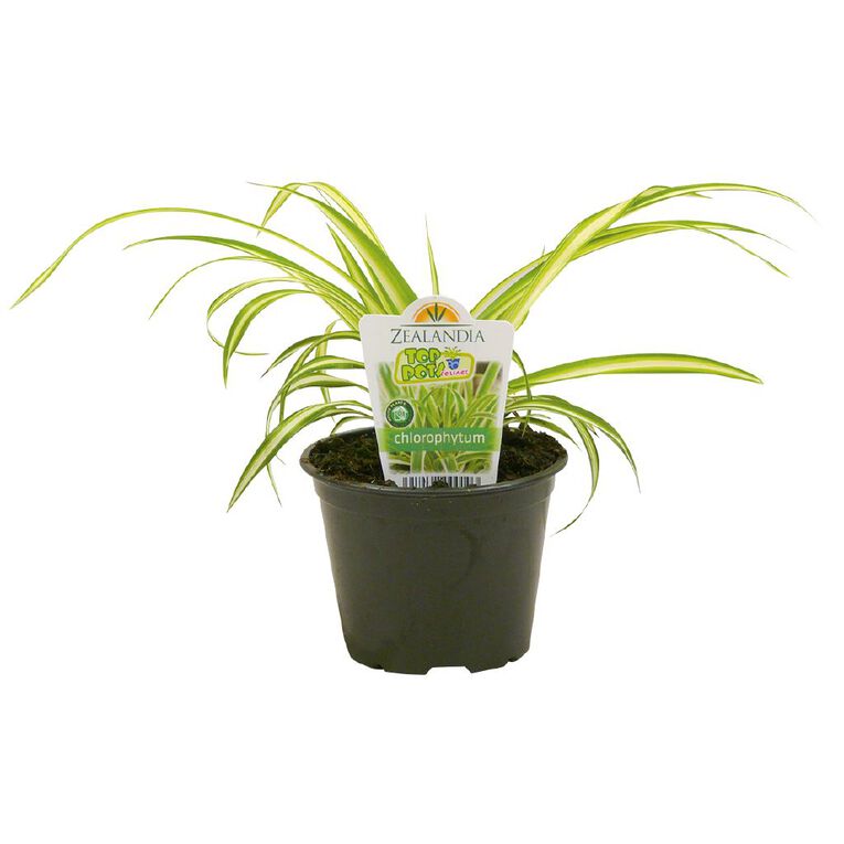 Indoor Top Pot Houseplant Pot - 10cm, , hi-res