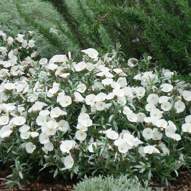 Convolvulus Cneorum Potted Plant - 1.9L, , hi-res