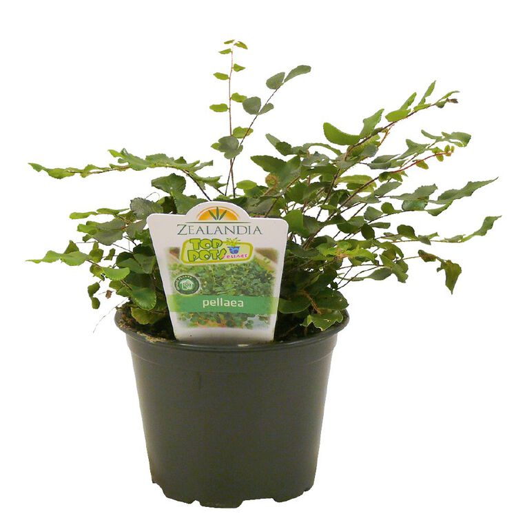 Indoor Top Pot Houseplant Pot - 10cm, , hi-res