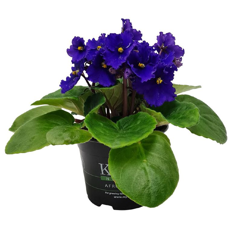 Indoor African Violet 10.5cm, , hi-res