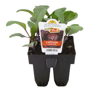 Growfresh Cabbage Dutch Red