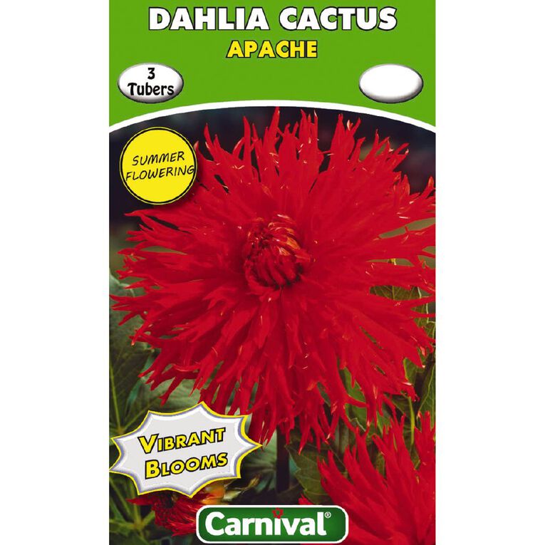Kiwi Garden Dahlia Bulb Single Variety 3 Pack, , hi-res