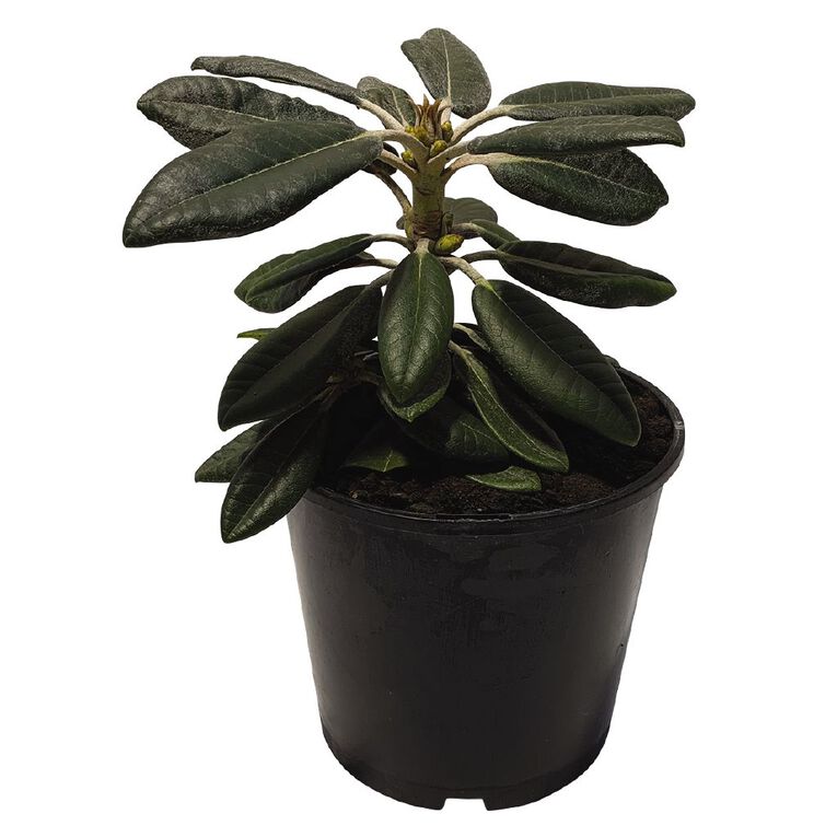 Rhododendron Potted Plant - 2.5L Assorted, , hi-res