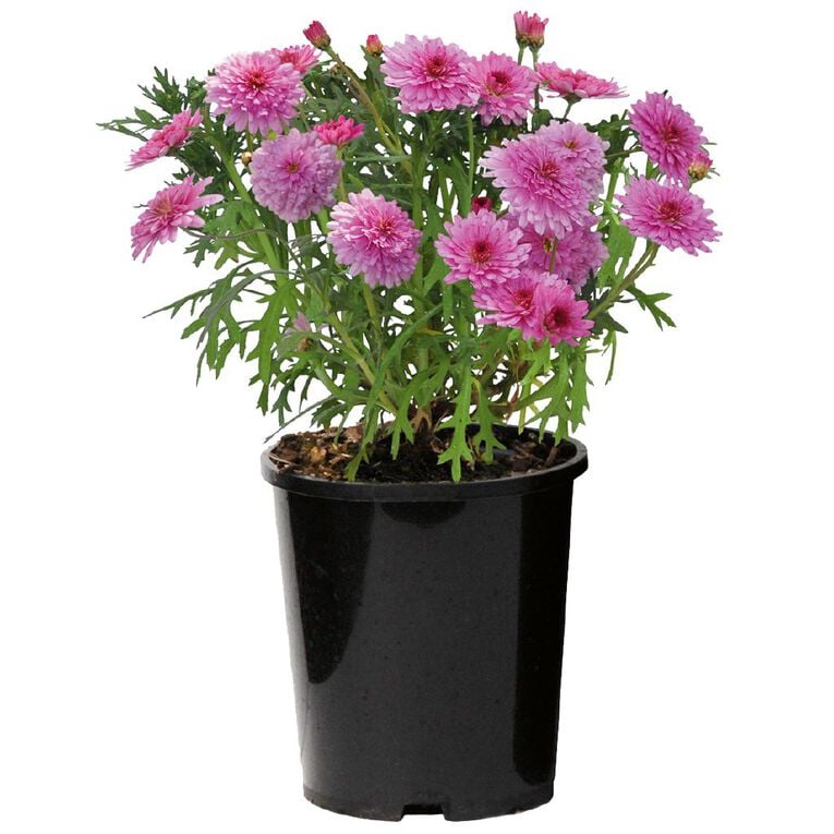 Federation Daisy 12cm Pot, , hi-res