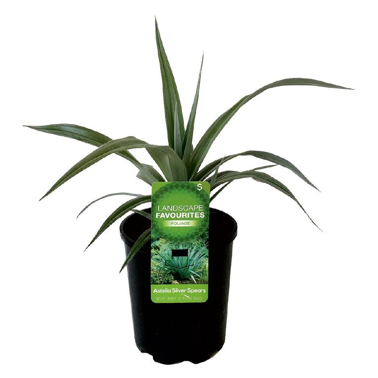 Landscape Favourites 1L Pot Assorted, , hi-res