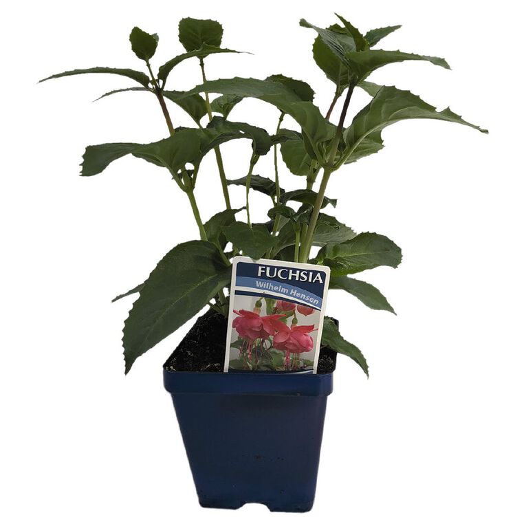 Fuchsia 10cm Pot, , hi-res